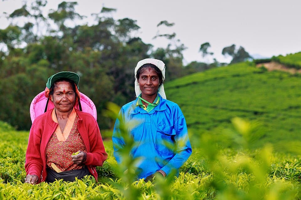 Tea Trails & the Blue Train