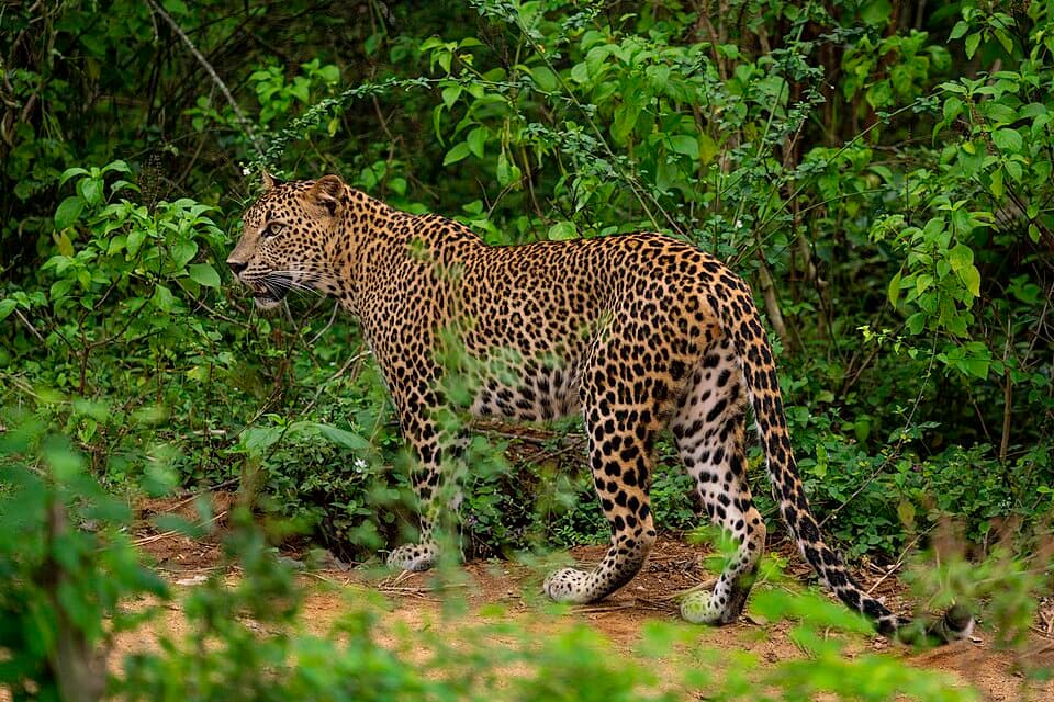 Leopards, Elephants & Whales